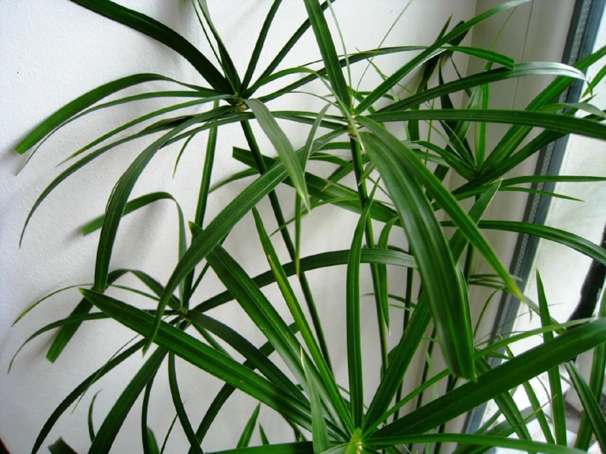 Цветок циперус