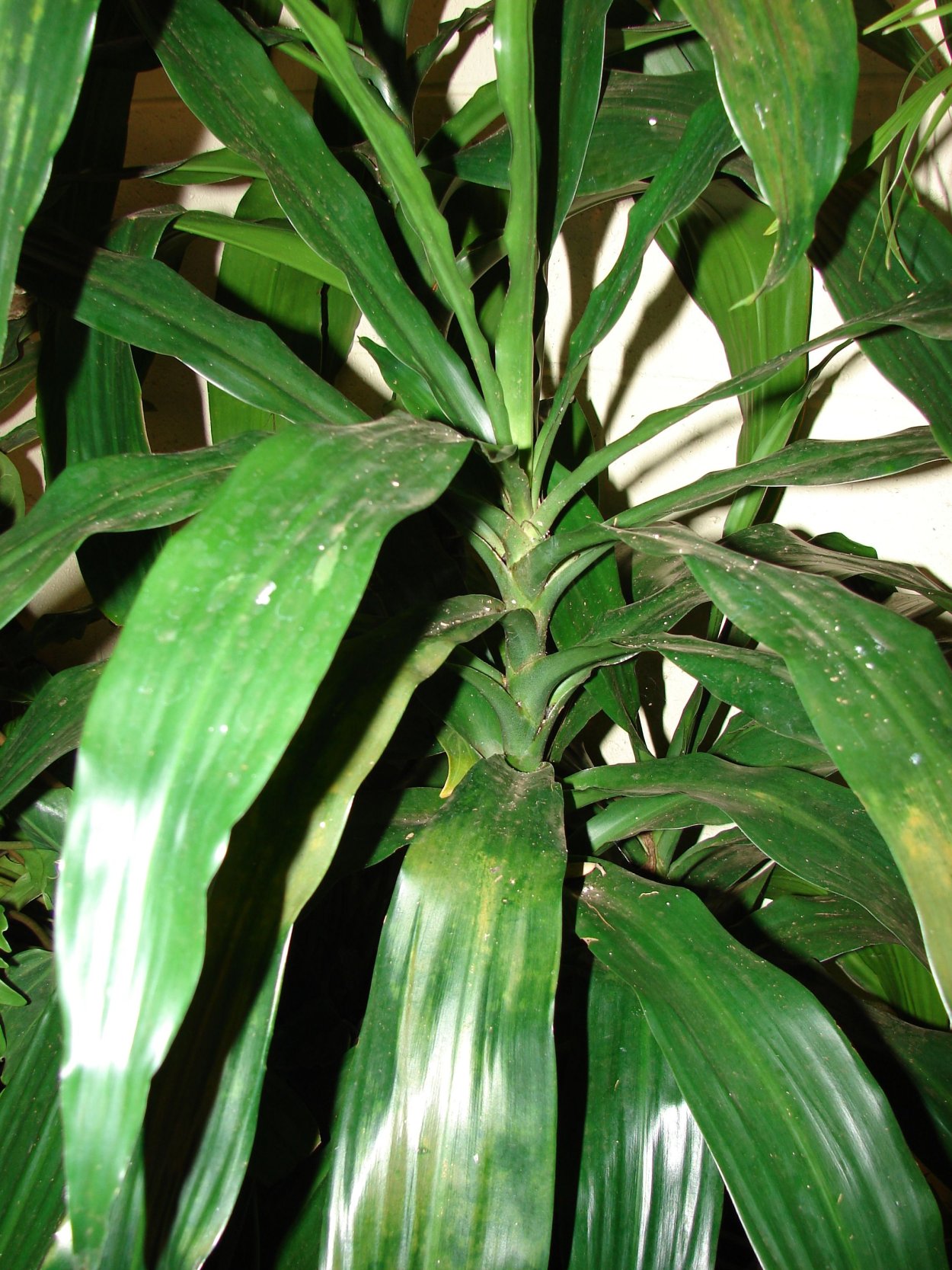 Драцена кохинхинская