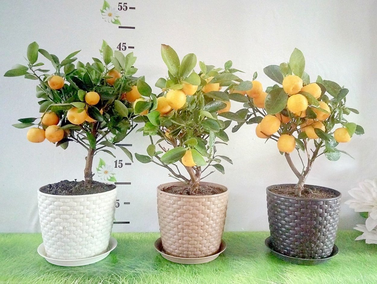 Алиса Карликовые деревья мандаринов лимона