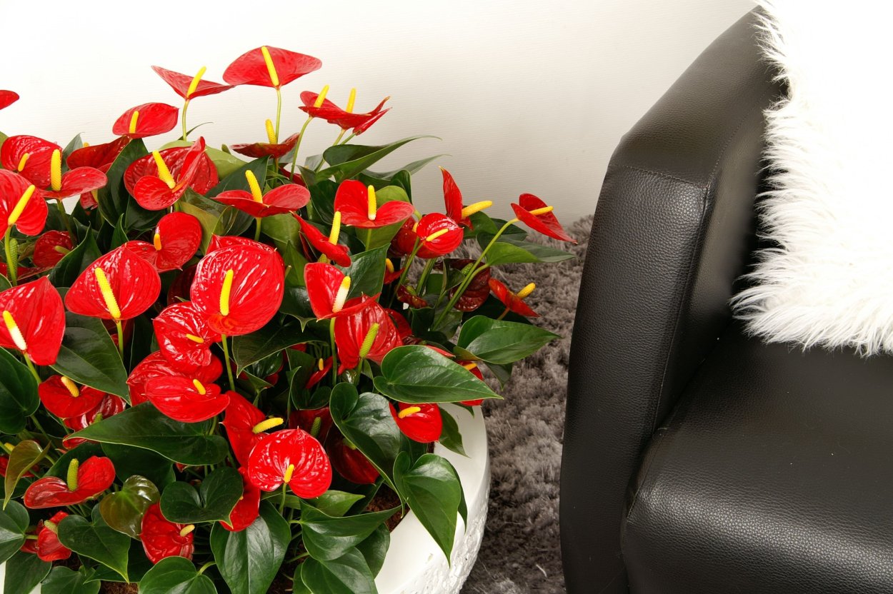 Антуриум Алексия Глориус