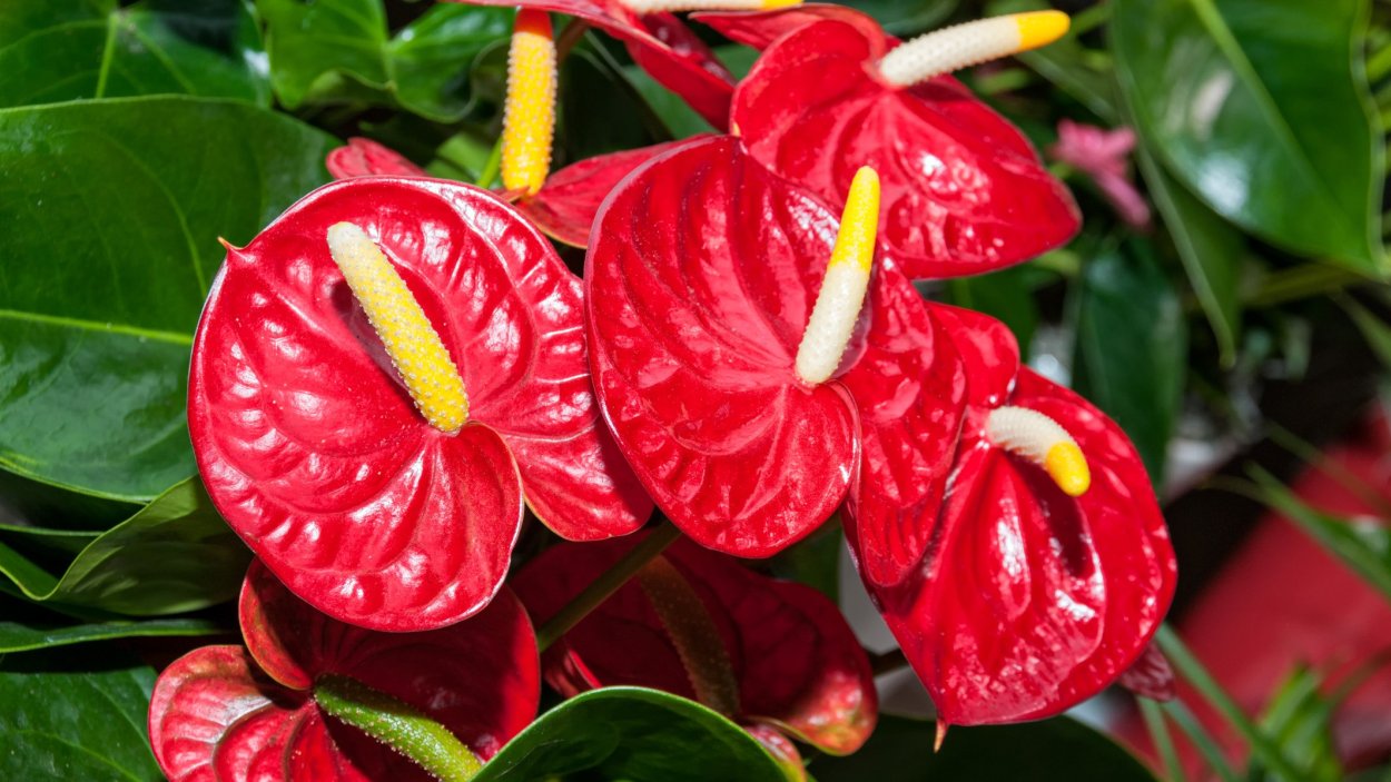 Цветок Антуриум красный