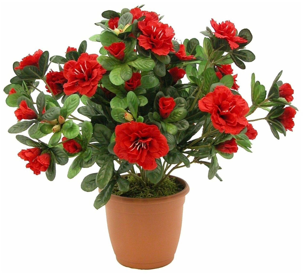 Озалис цветок