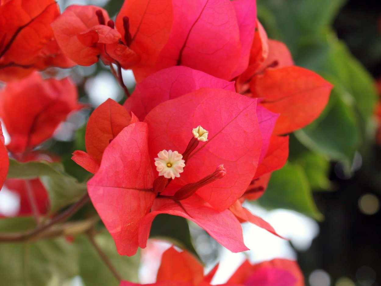 Красный цветок