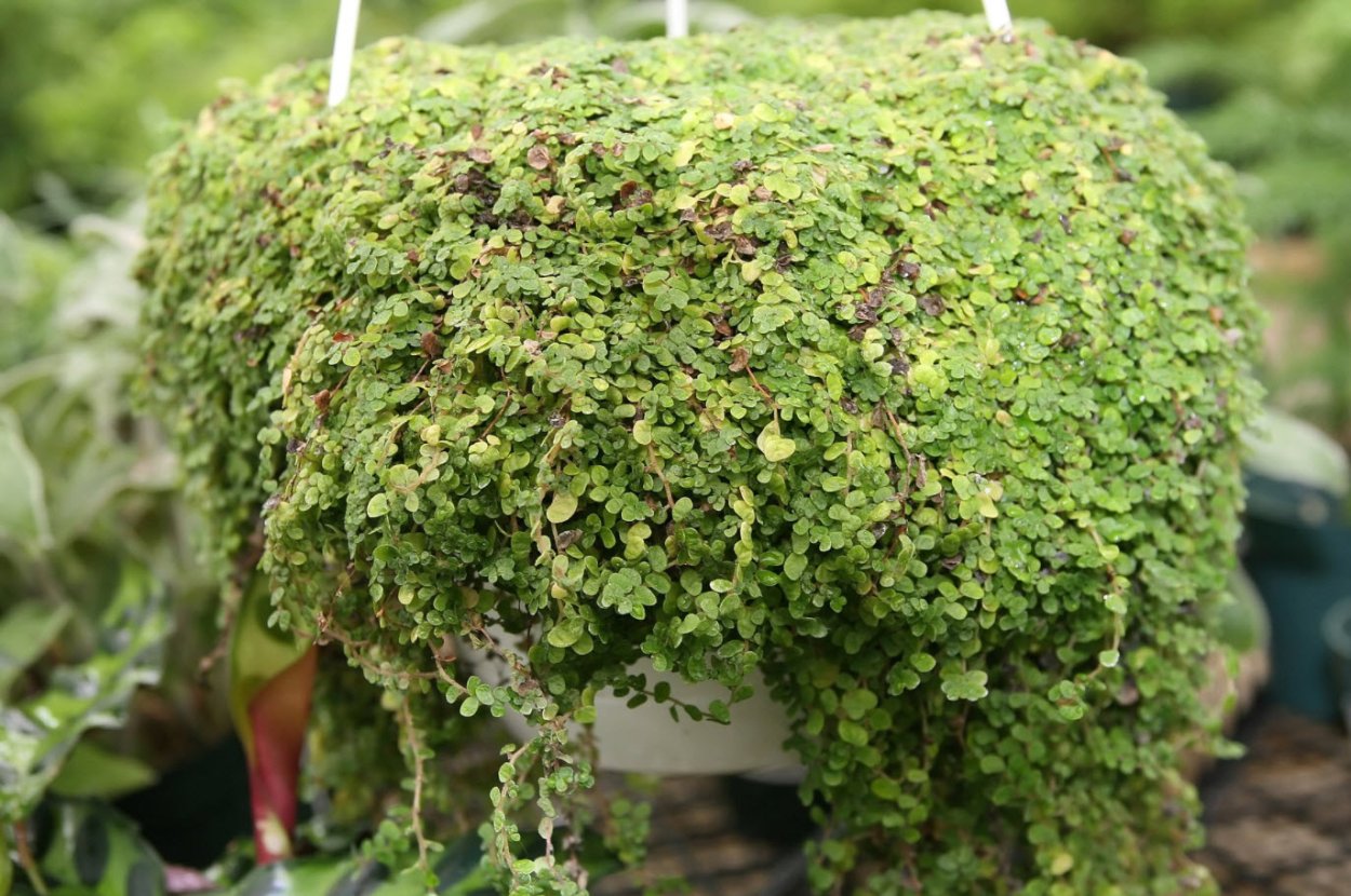 Солейролия Солейроля