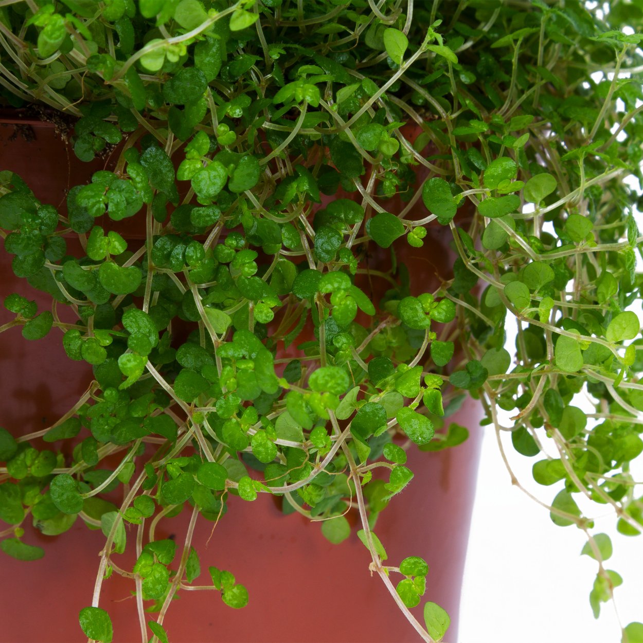 Солейролия пилея