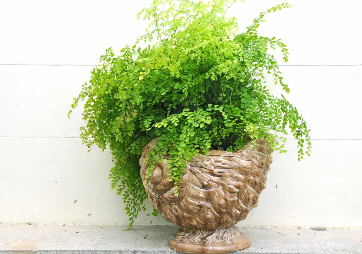 Soleirolia House Plant