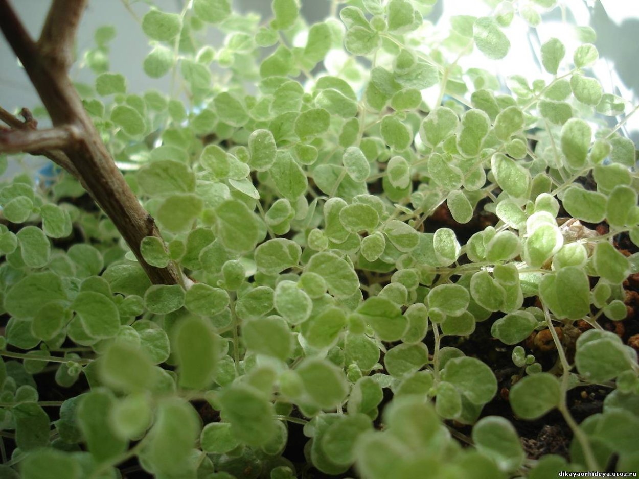 Солейролия вариегатная