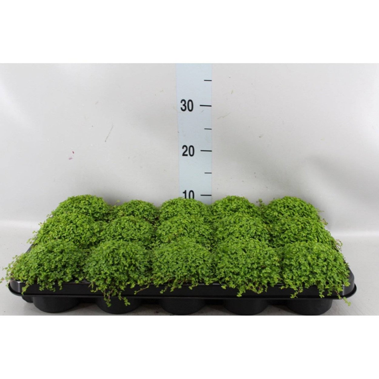 Солейролия Грин