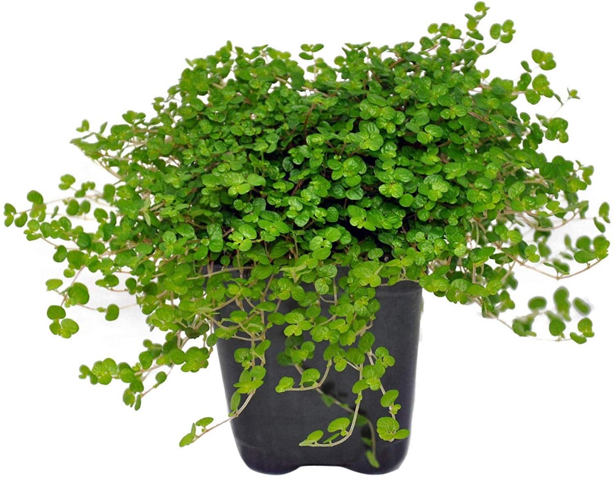 Soleirolia House Plant