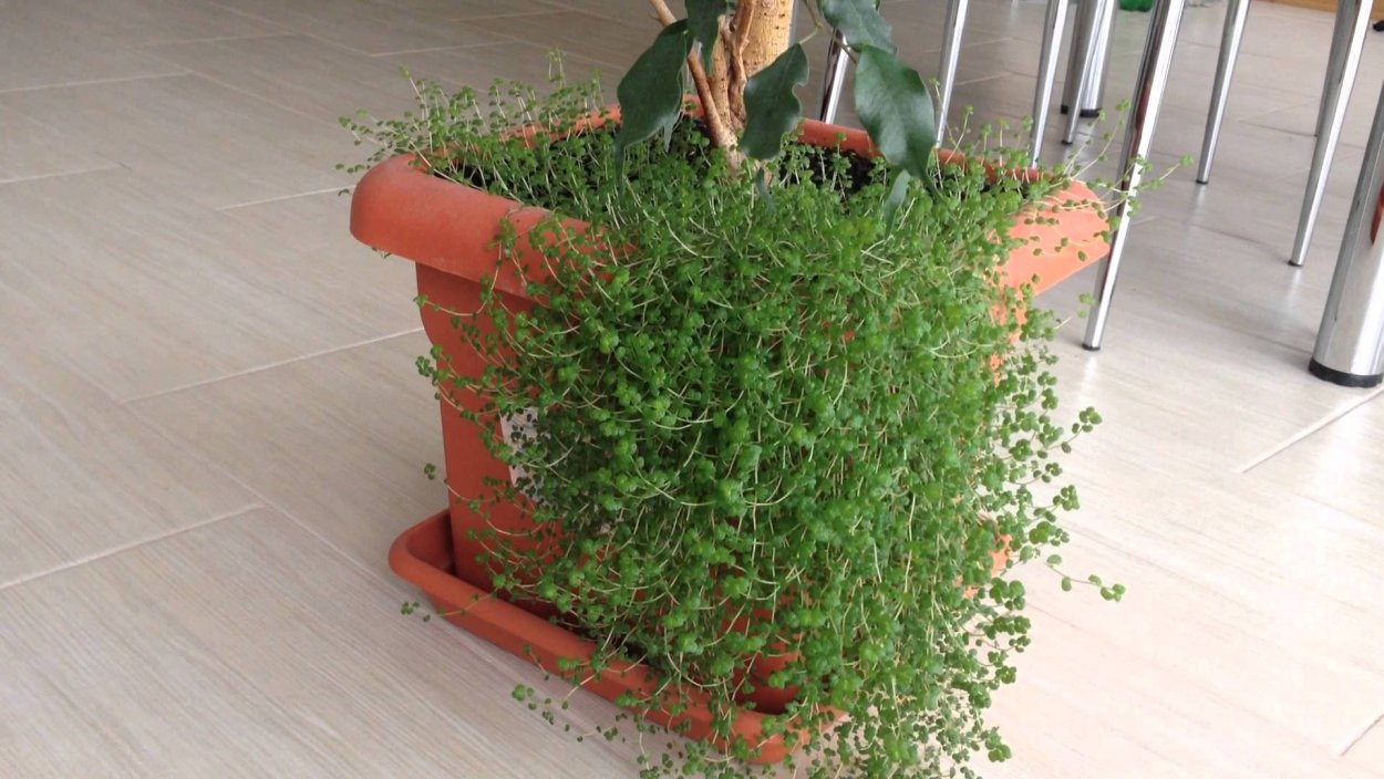 Глексина мелколистная