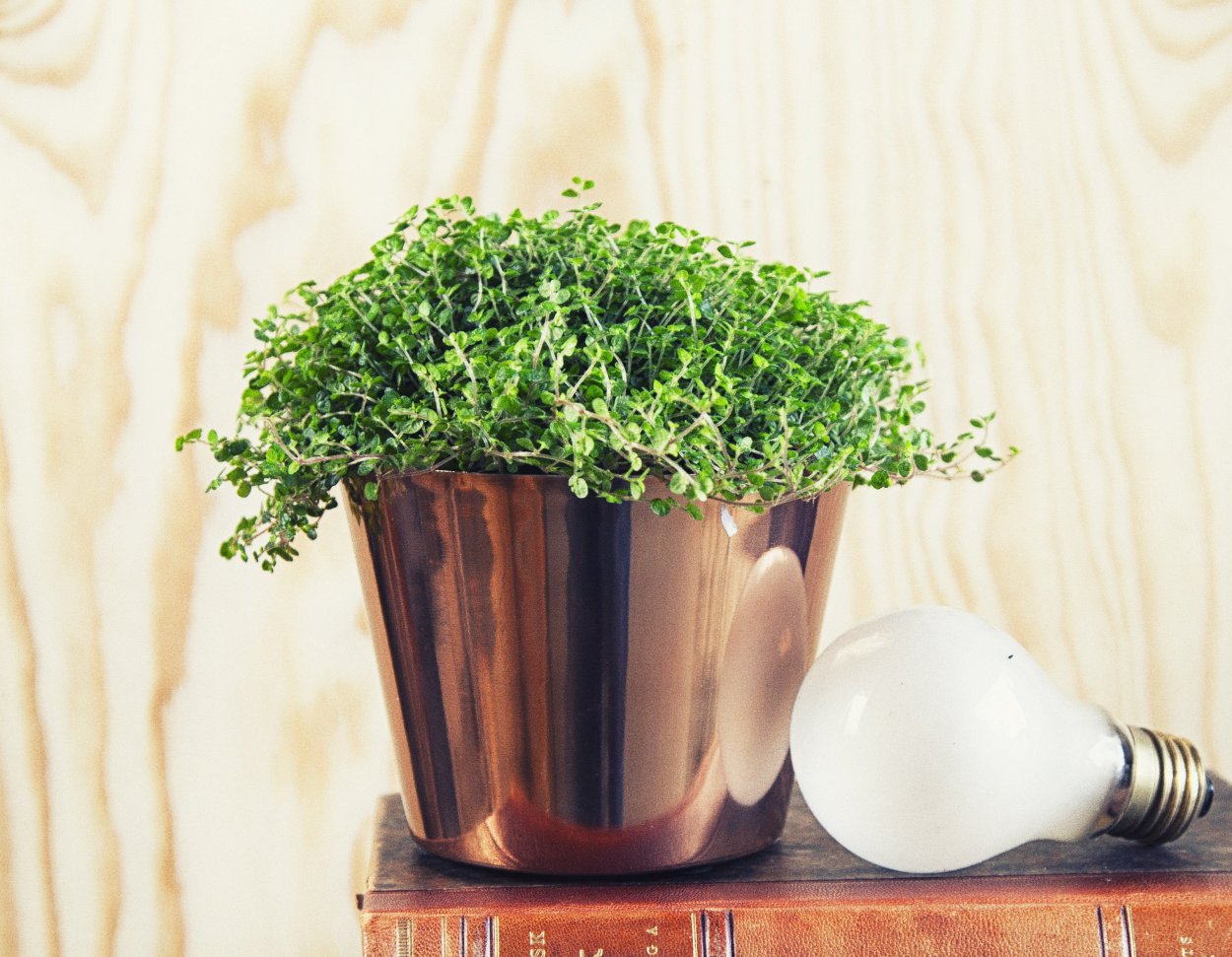 Горшечное растение солейролия