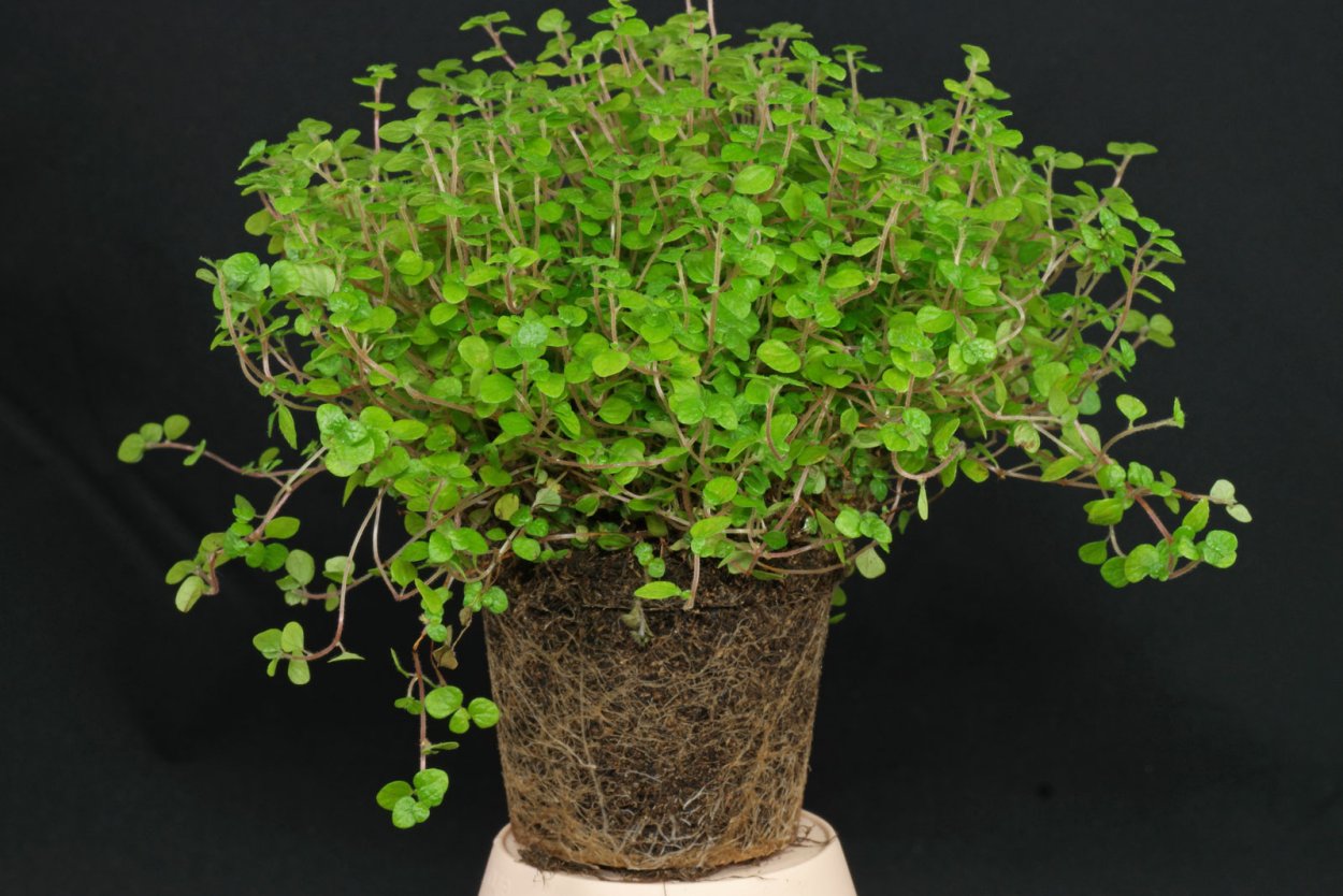 Солейролия Солейроля