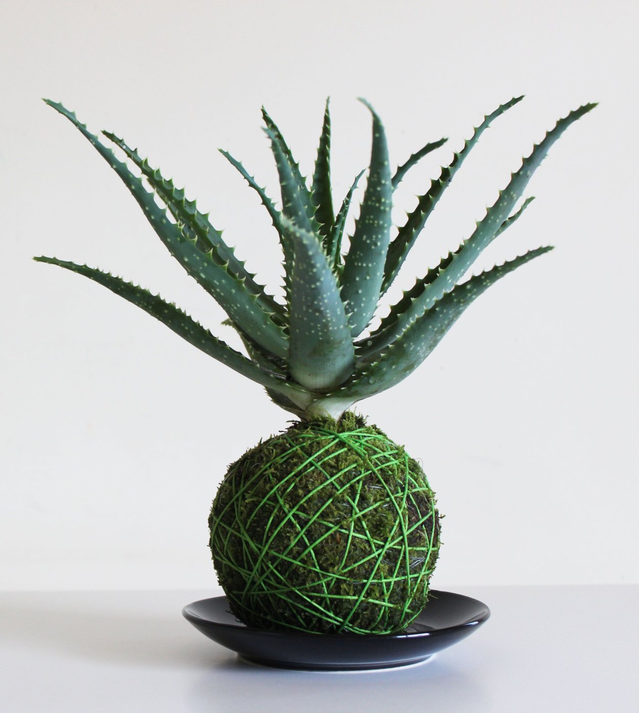 Комнатный цветок Хорватия