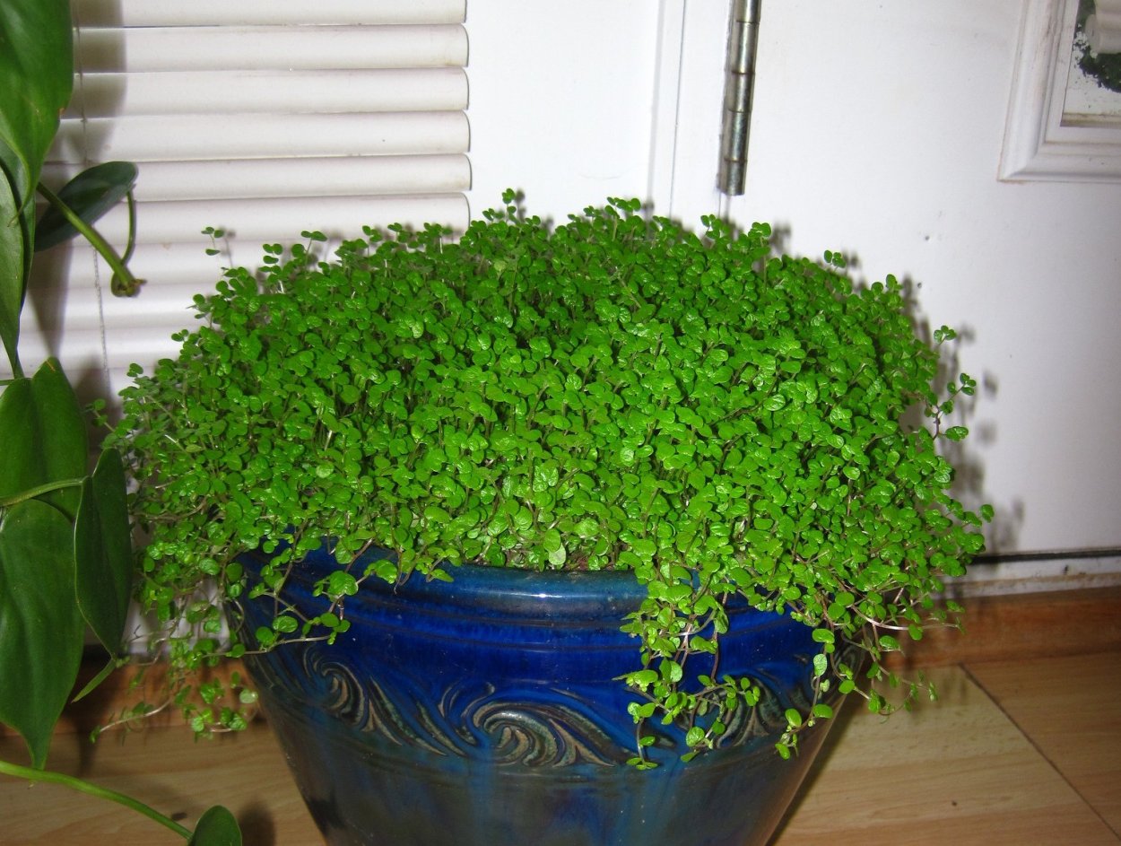 Солейролия крапивные