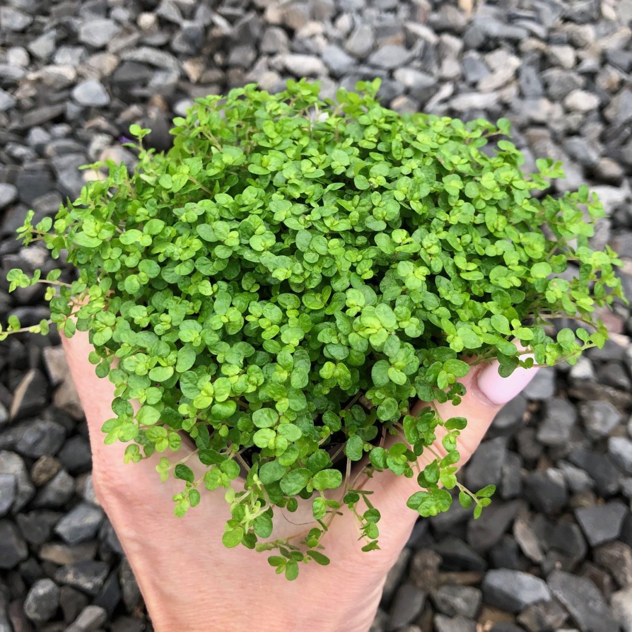 Солейролия (Soleirolia)