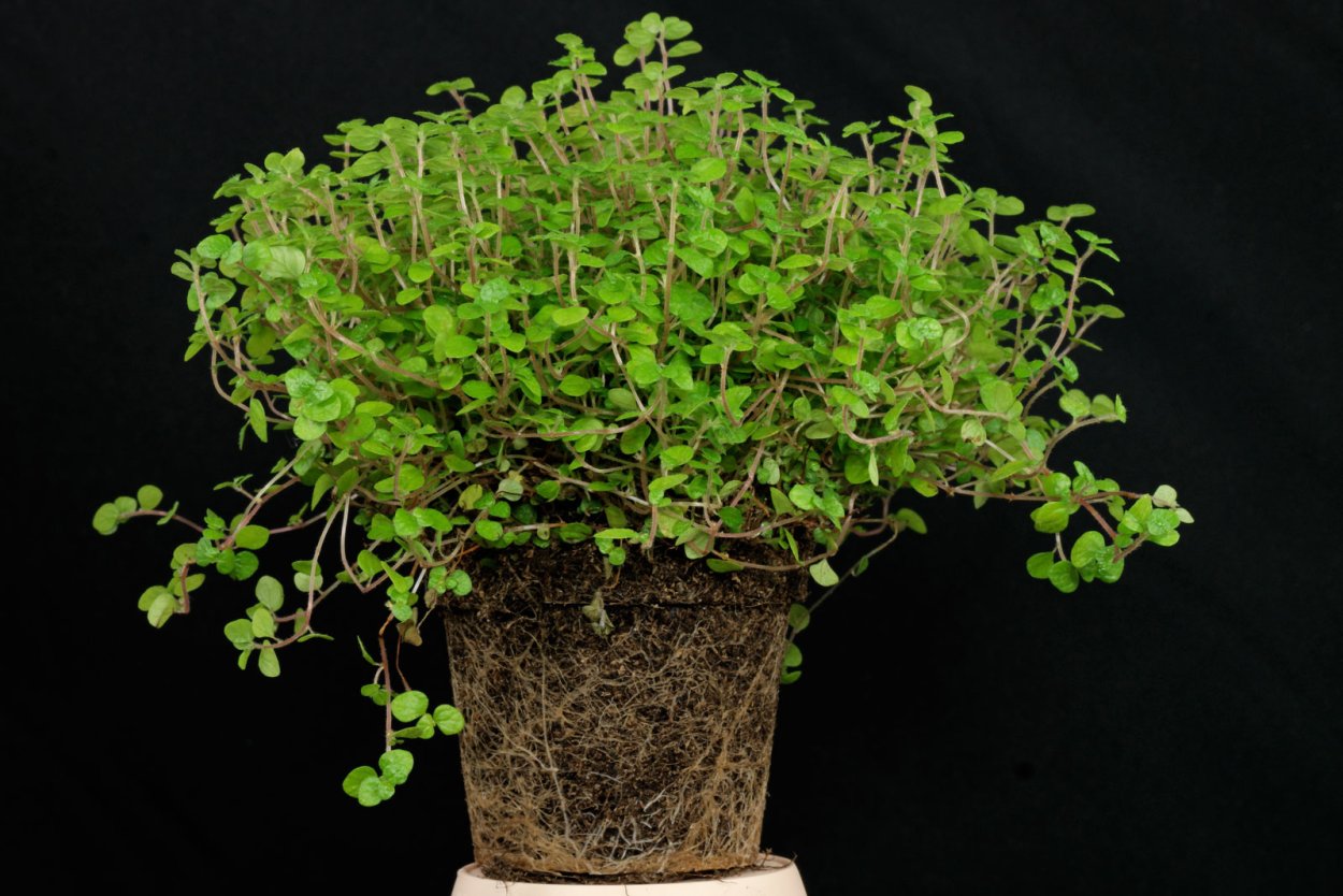 Солейролия Солейроля