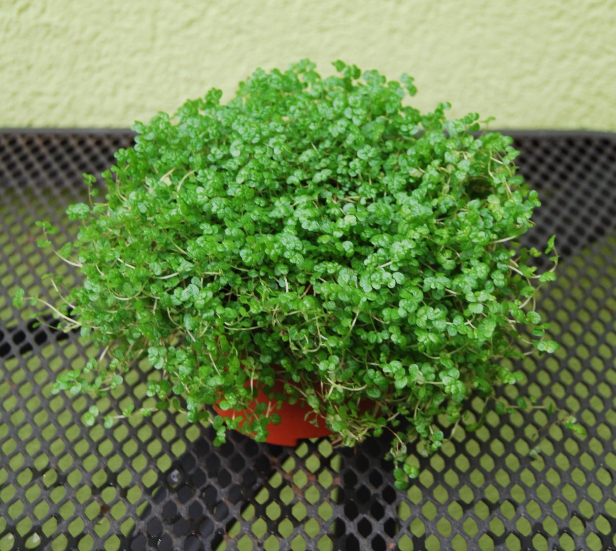 Гелксина солейролия