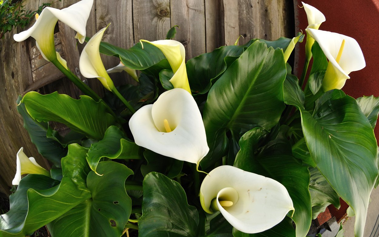 Калла эфиопская Зантедеския