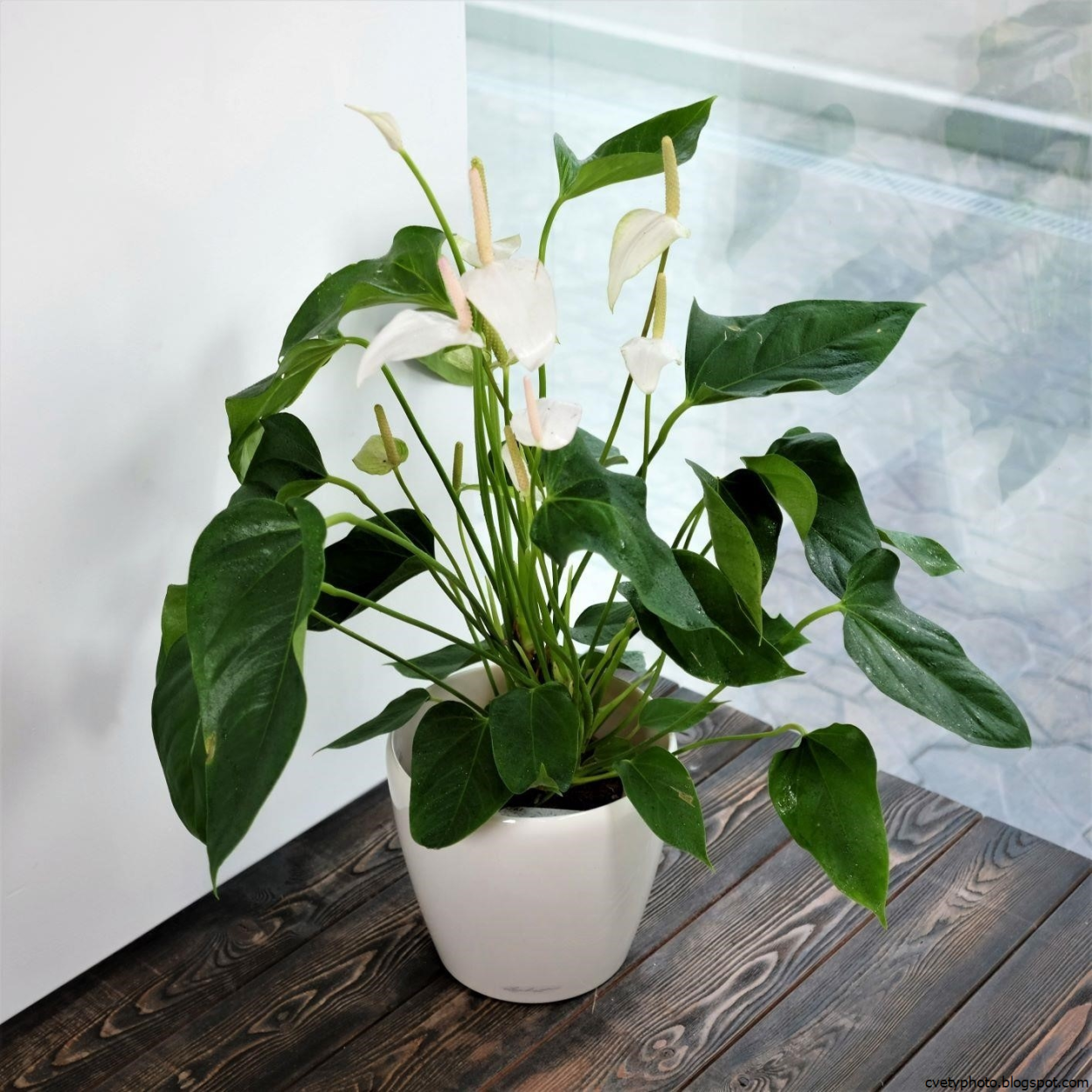 Антуриум белый
