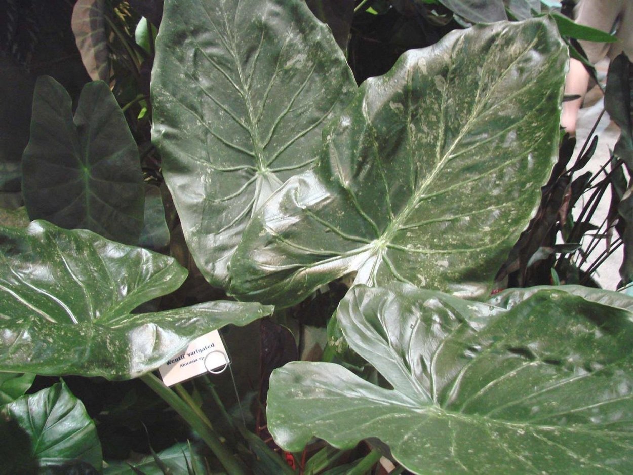 Алоказия плюмбея