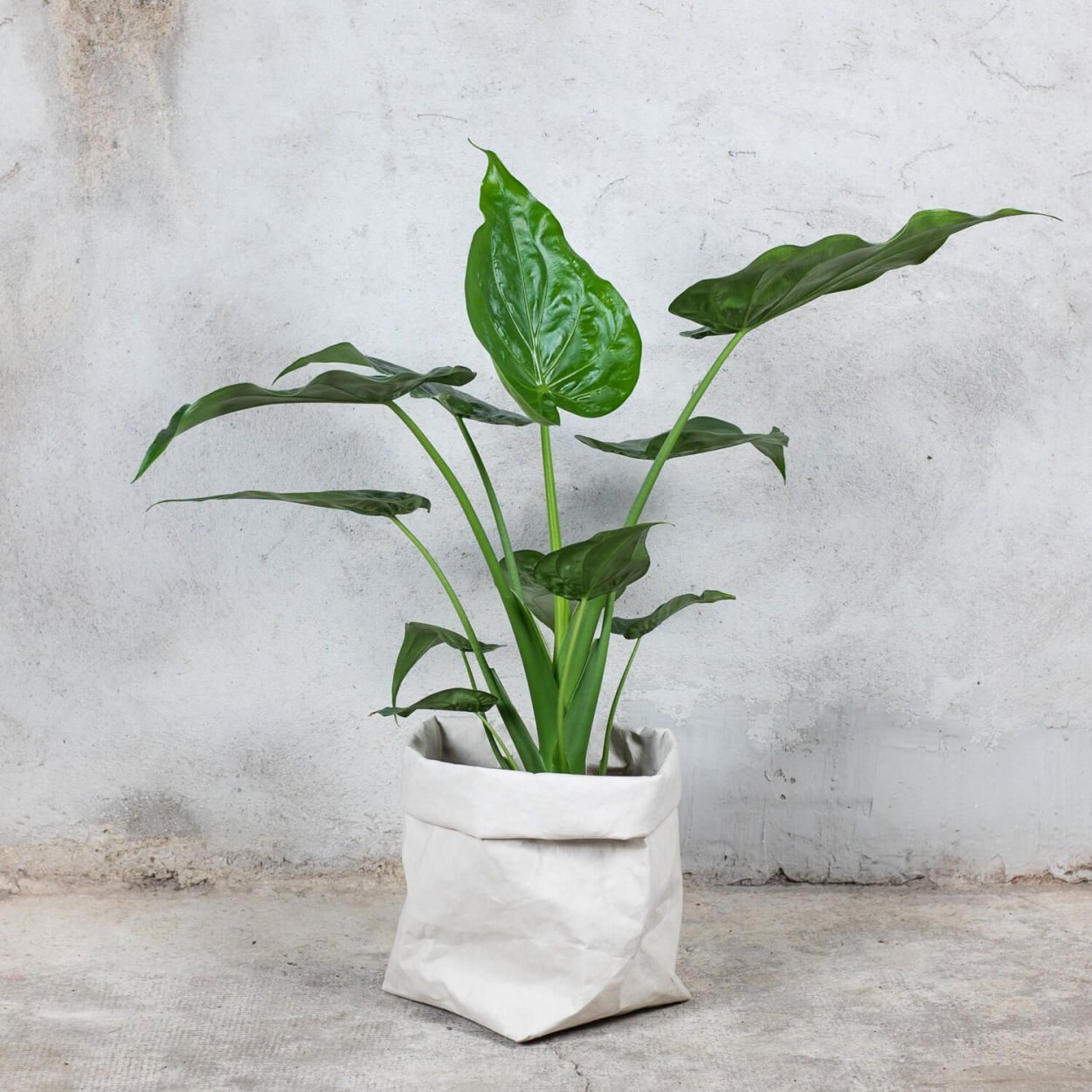 Алоказия клобучковая (Alocasia cucullata)