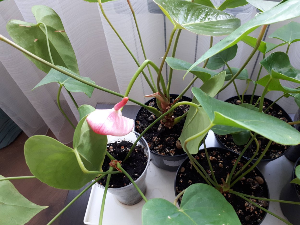 Антуриум Мейн