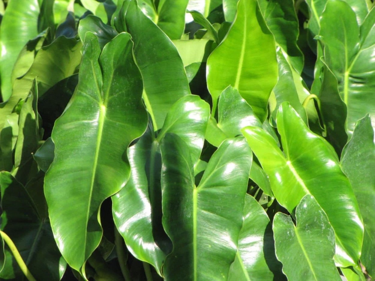 Филодендрон Ароидные