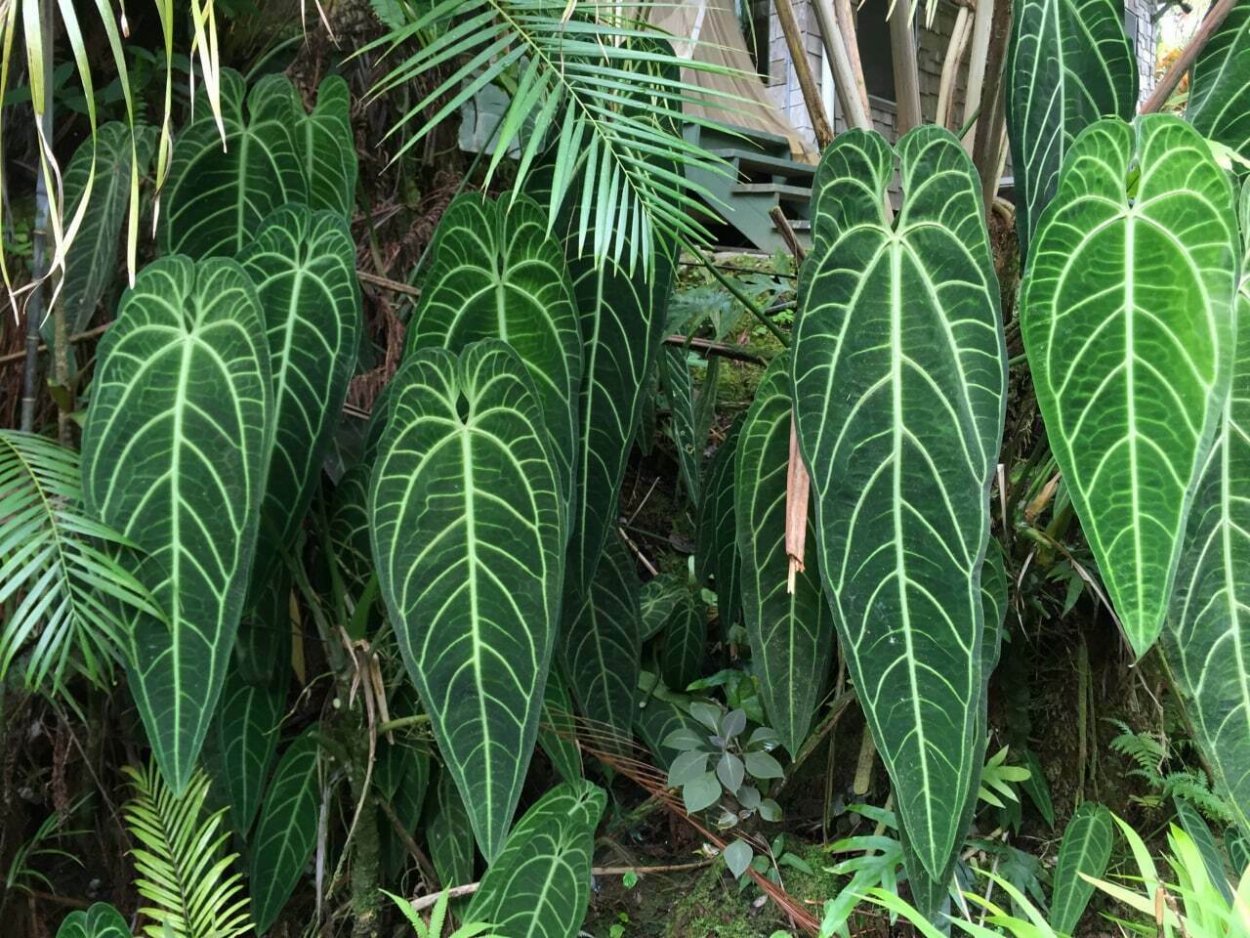 Anthurium warocqueanum