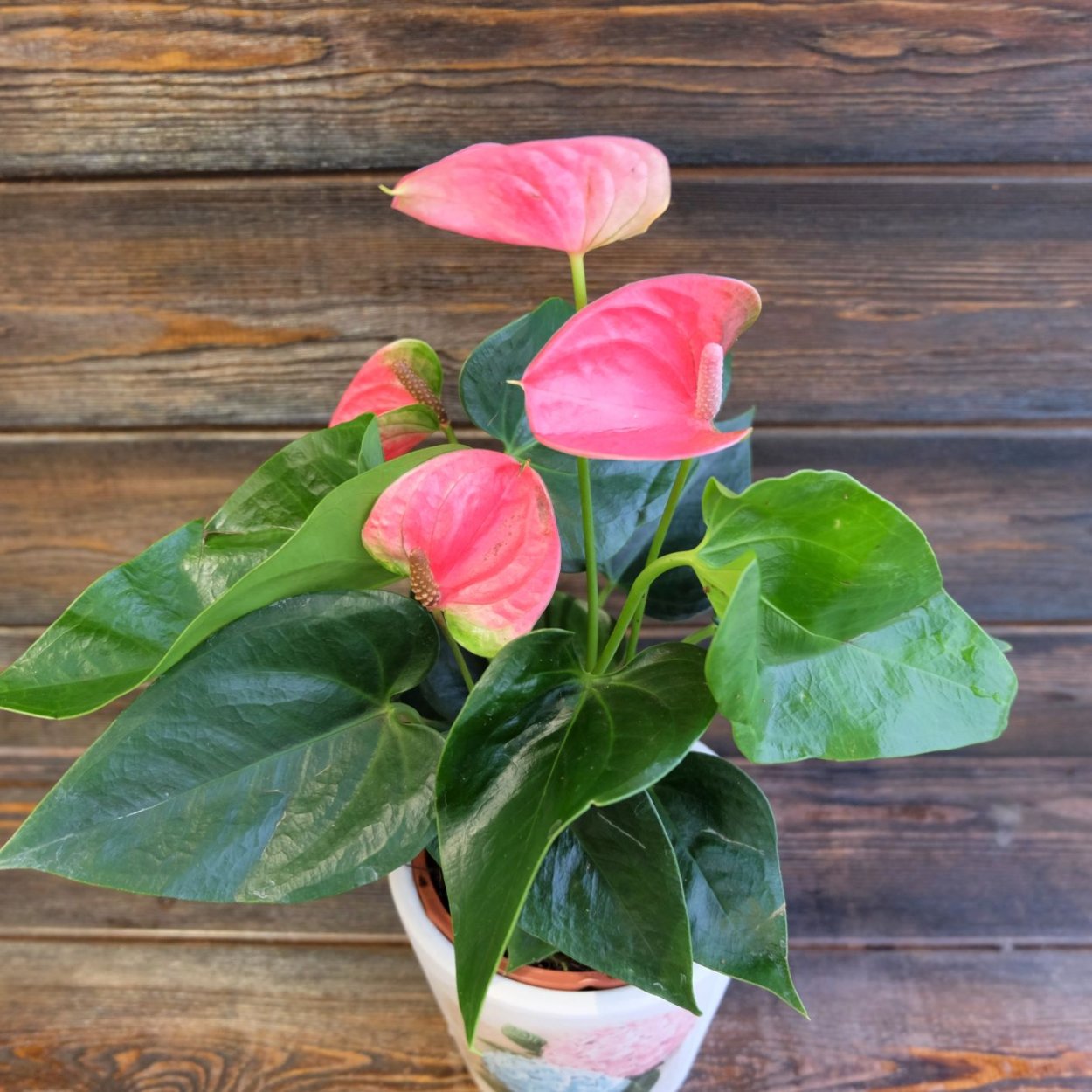 Антуриум Андре Колорадо