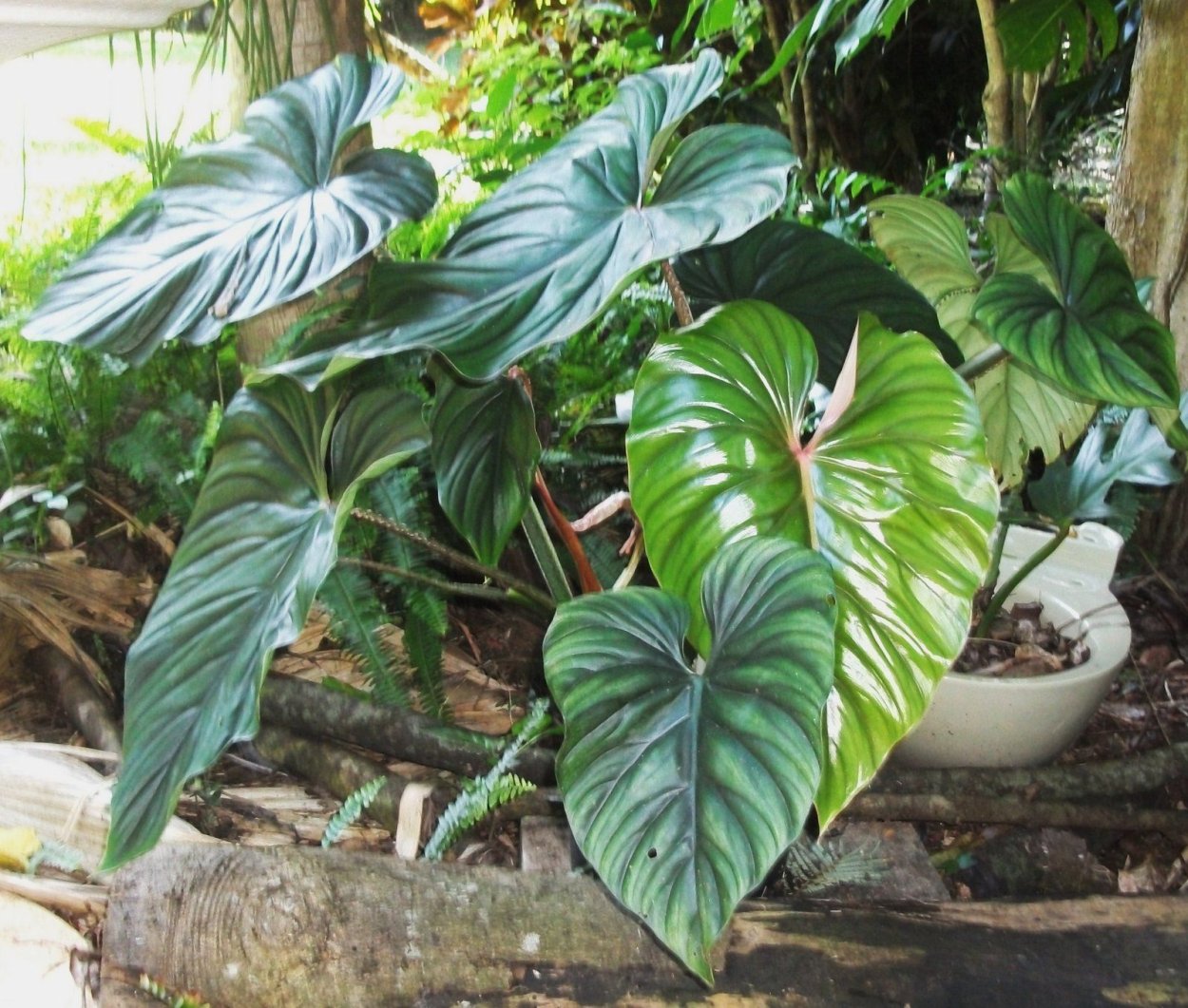 Филодендрон plowmanii