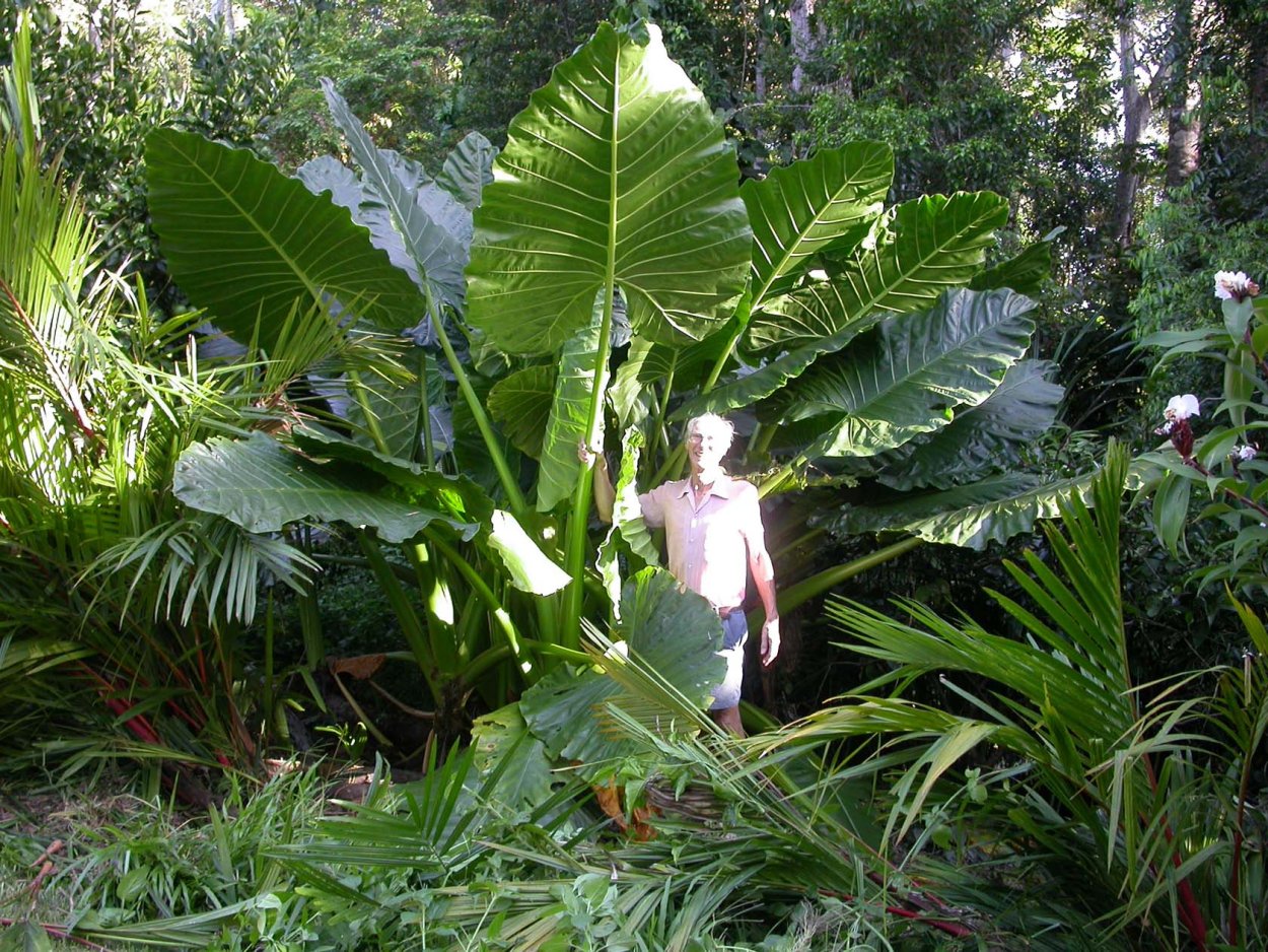 Alocasia macrorrhiza