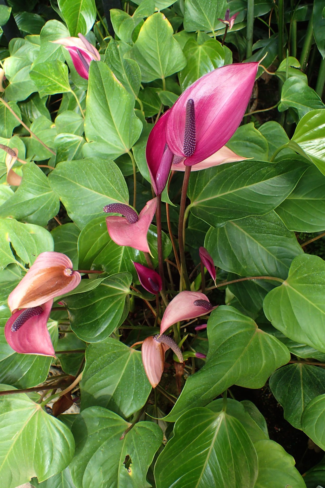 Антуриум blush