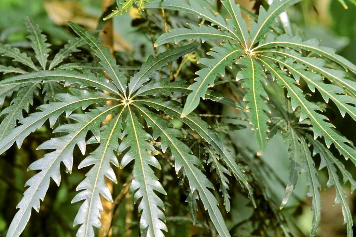 Дизиготека Аралия