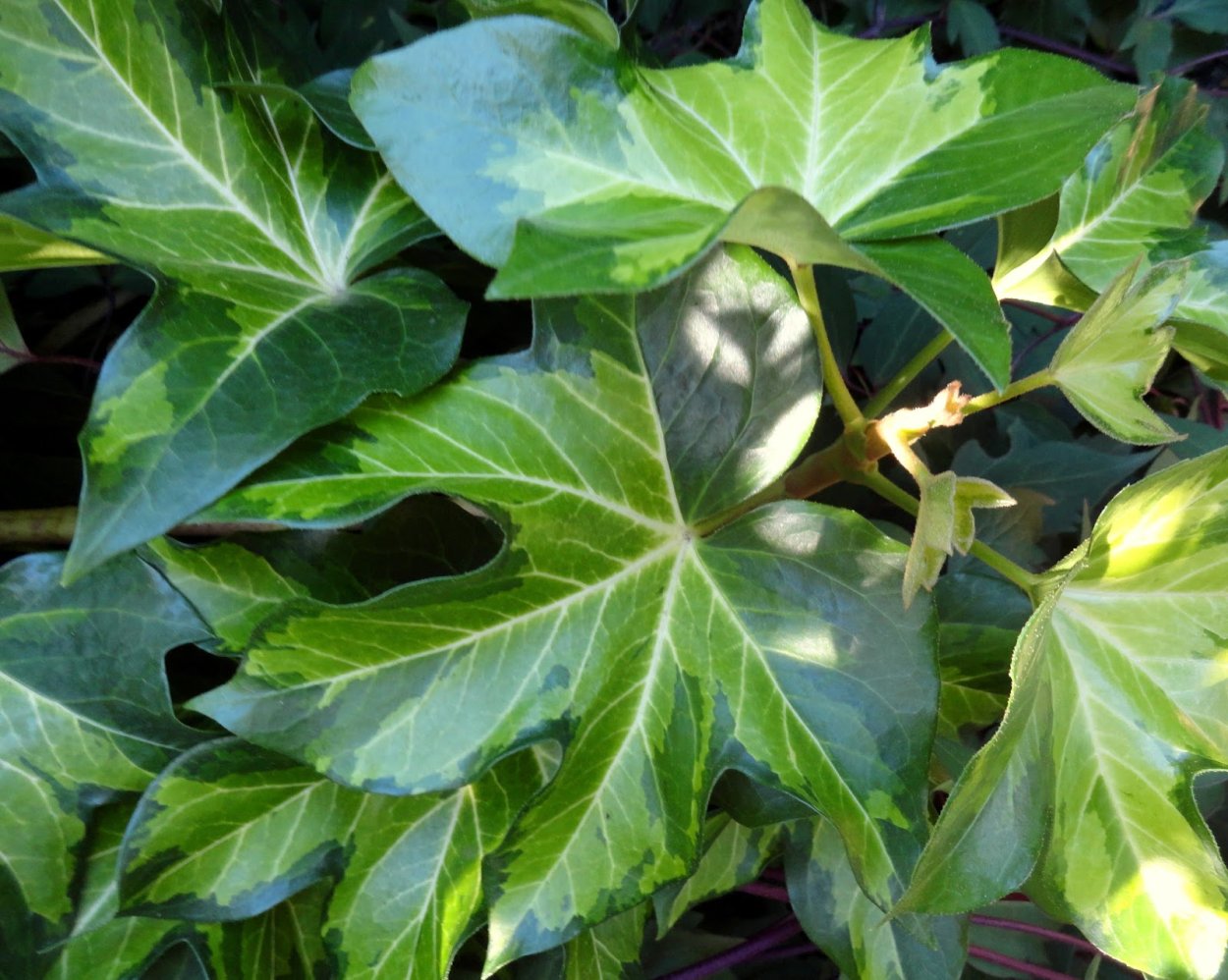 Плющ фатсхедера Лизе