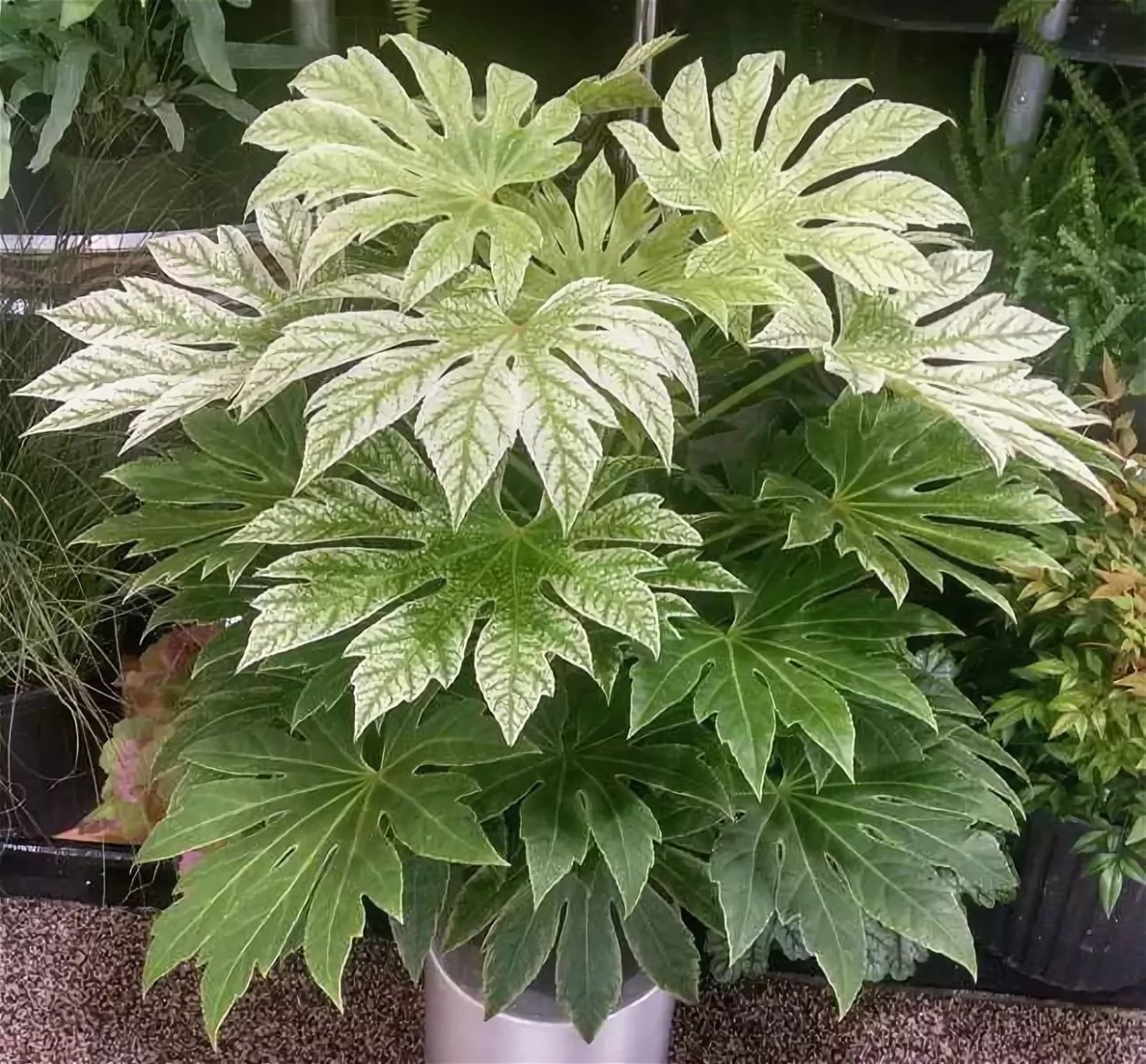 Фатсия вариегатная