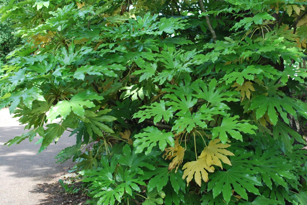 Fatsia japonica растение
