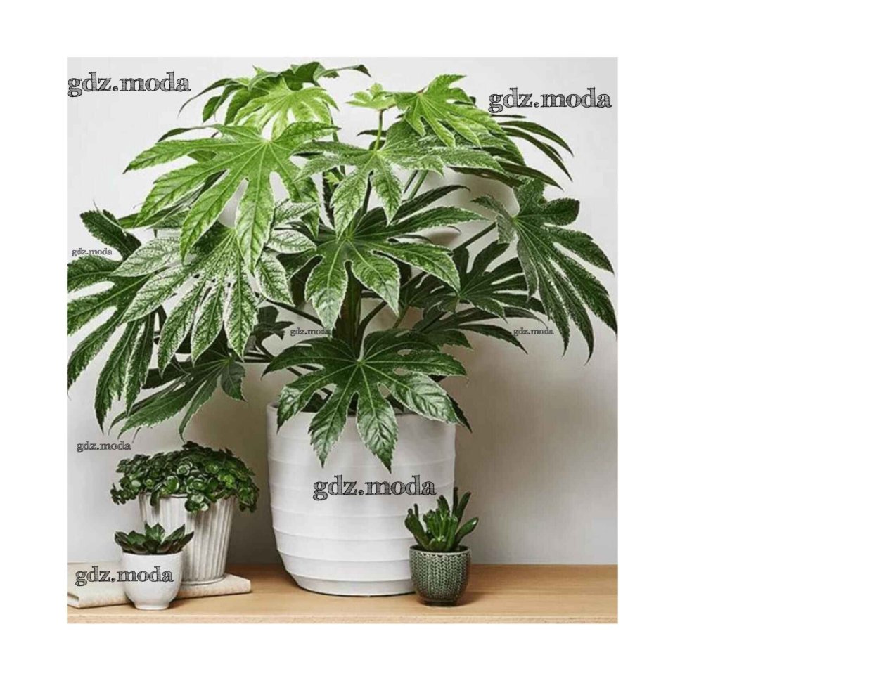 Фатсия (Fatsia)