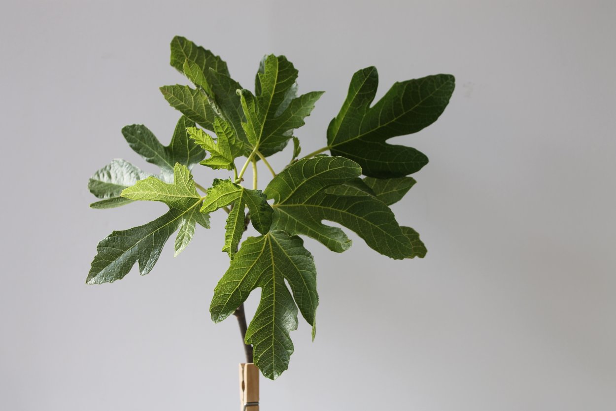 Цветок с трехпалыми листьями