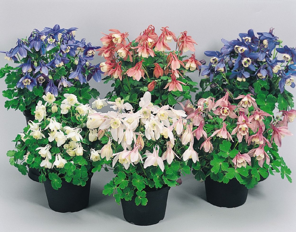 Аквилегия камео микс