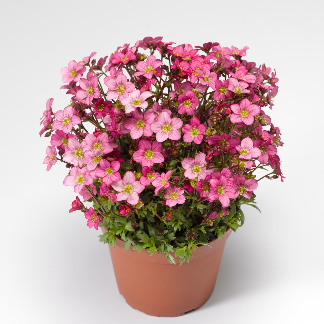 Камнеломка Арендса хайлендер ред