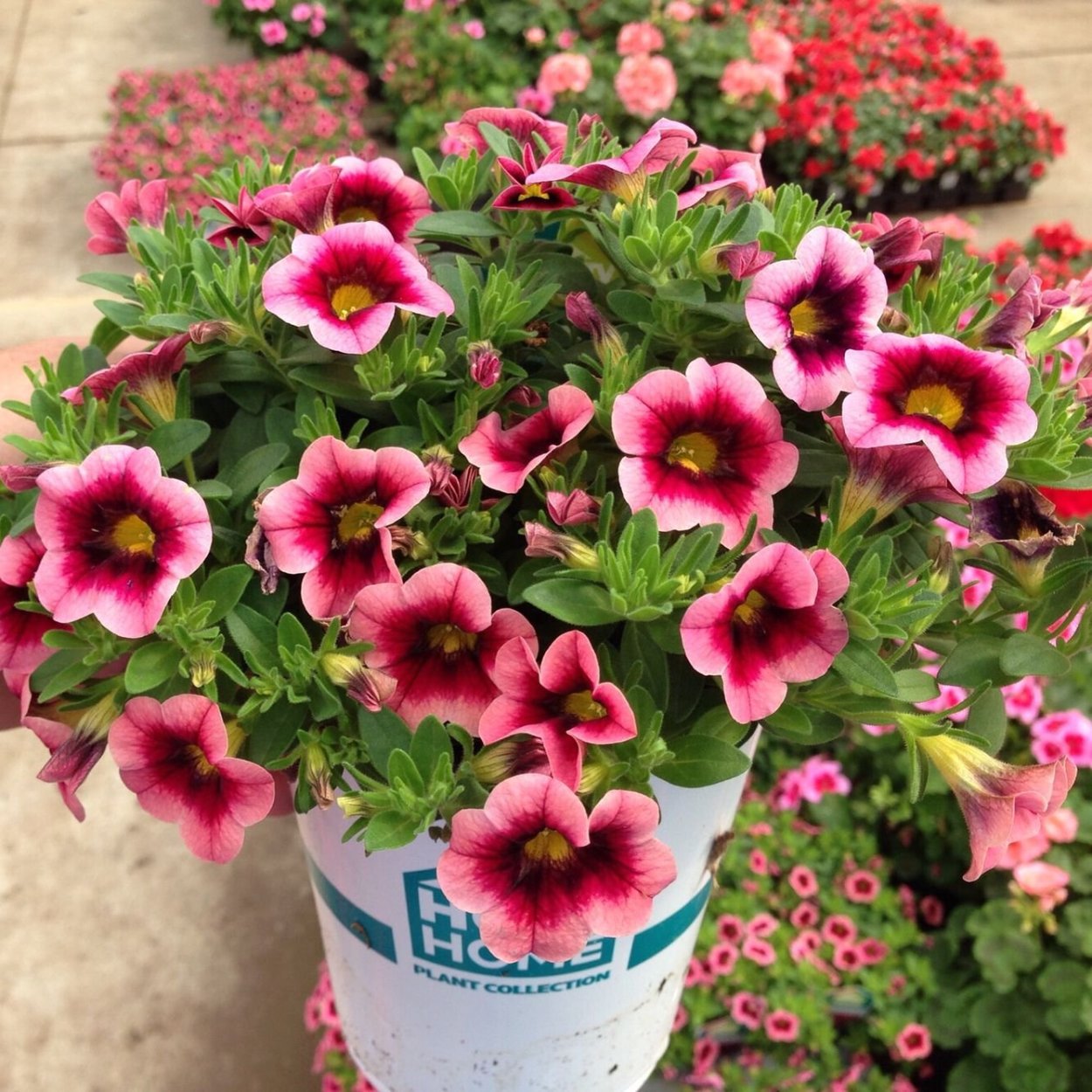 Петуния калибрахоа