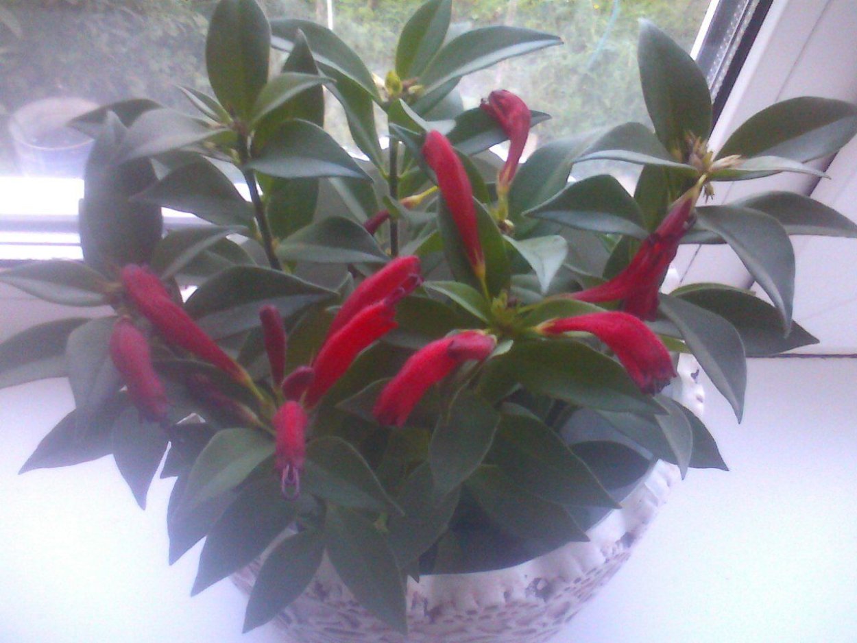 Опознать комнатный цветок