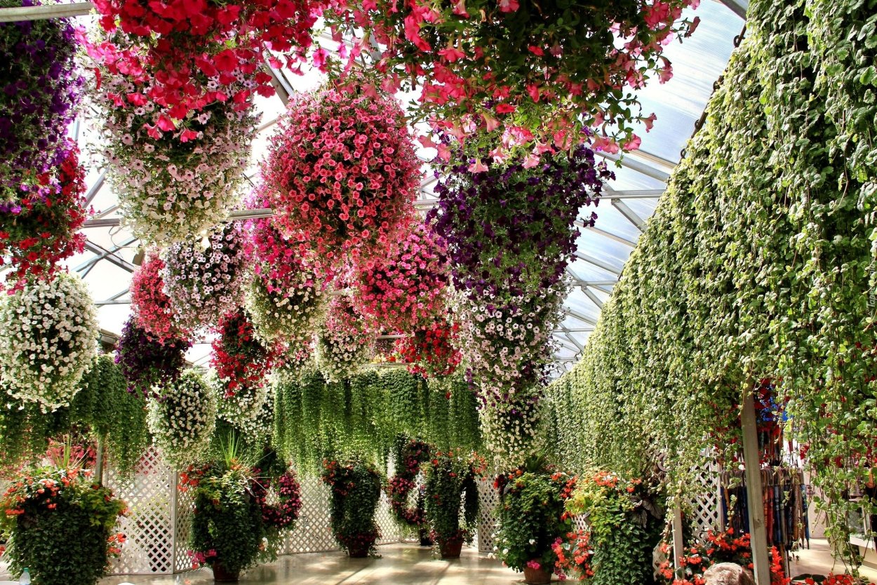 Цветоводство открытого грунта