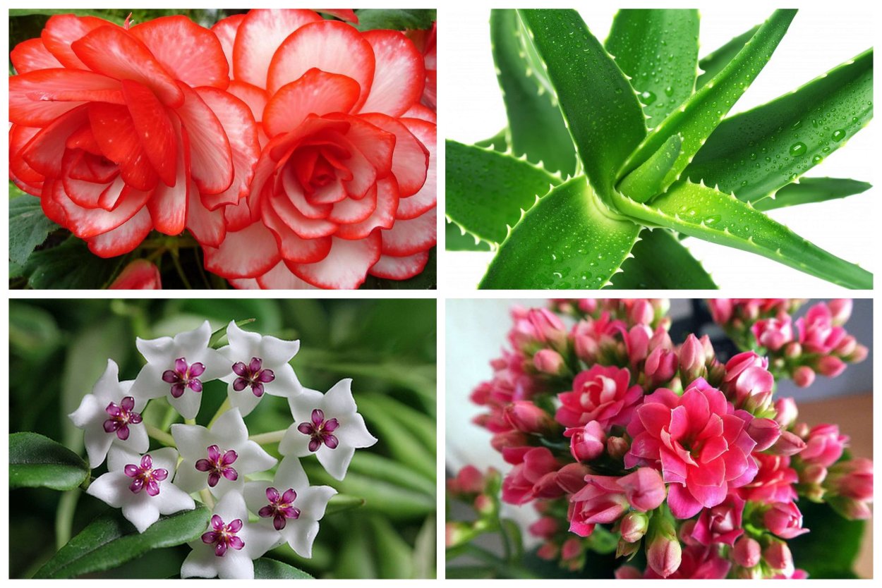 Комнатные цветы неаллергичные