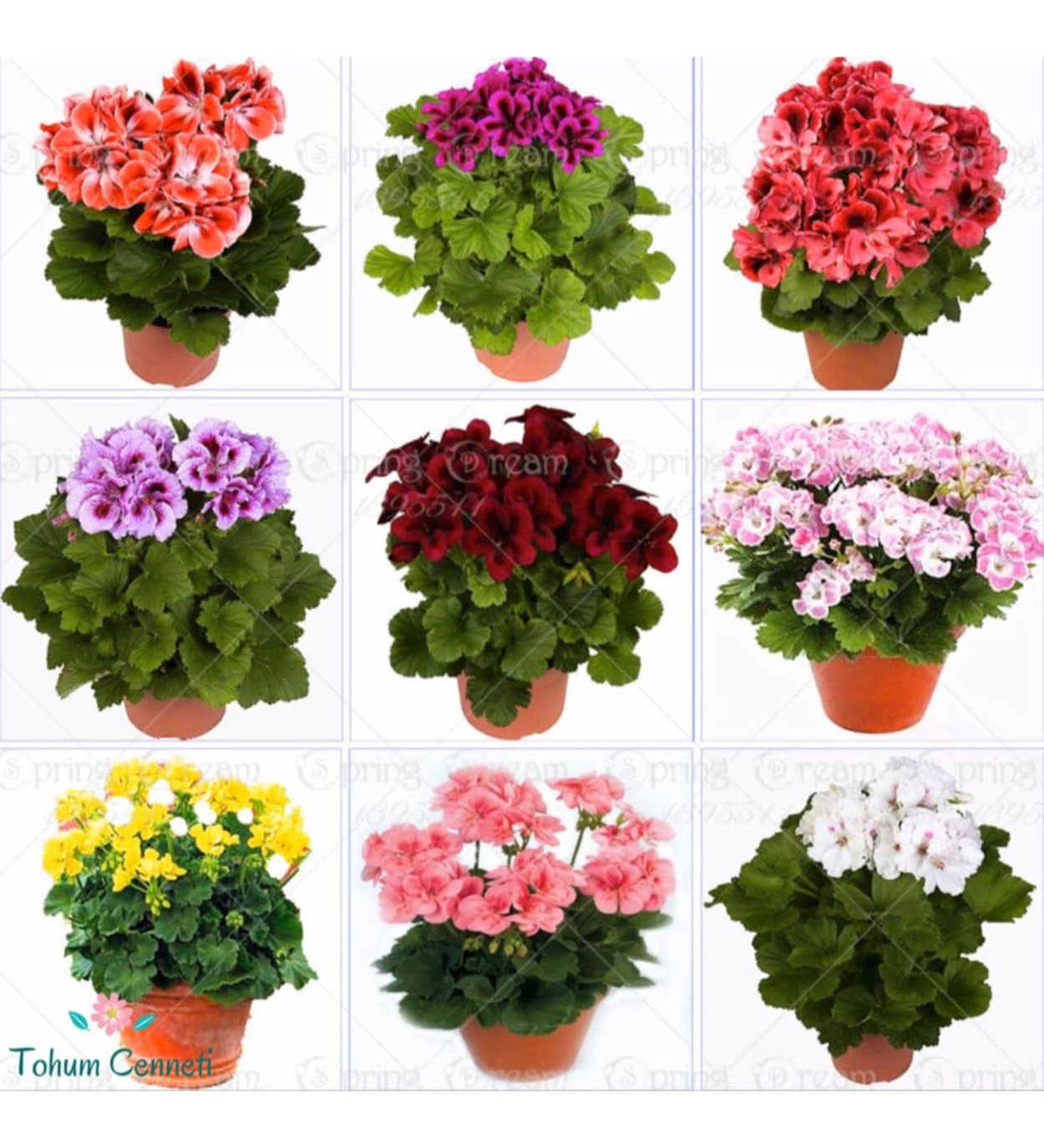 Комнатные цветы цветущие герань