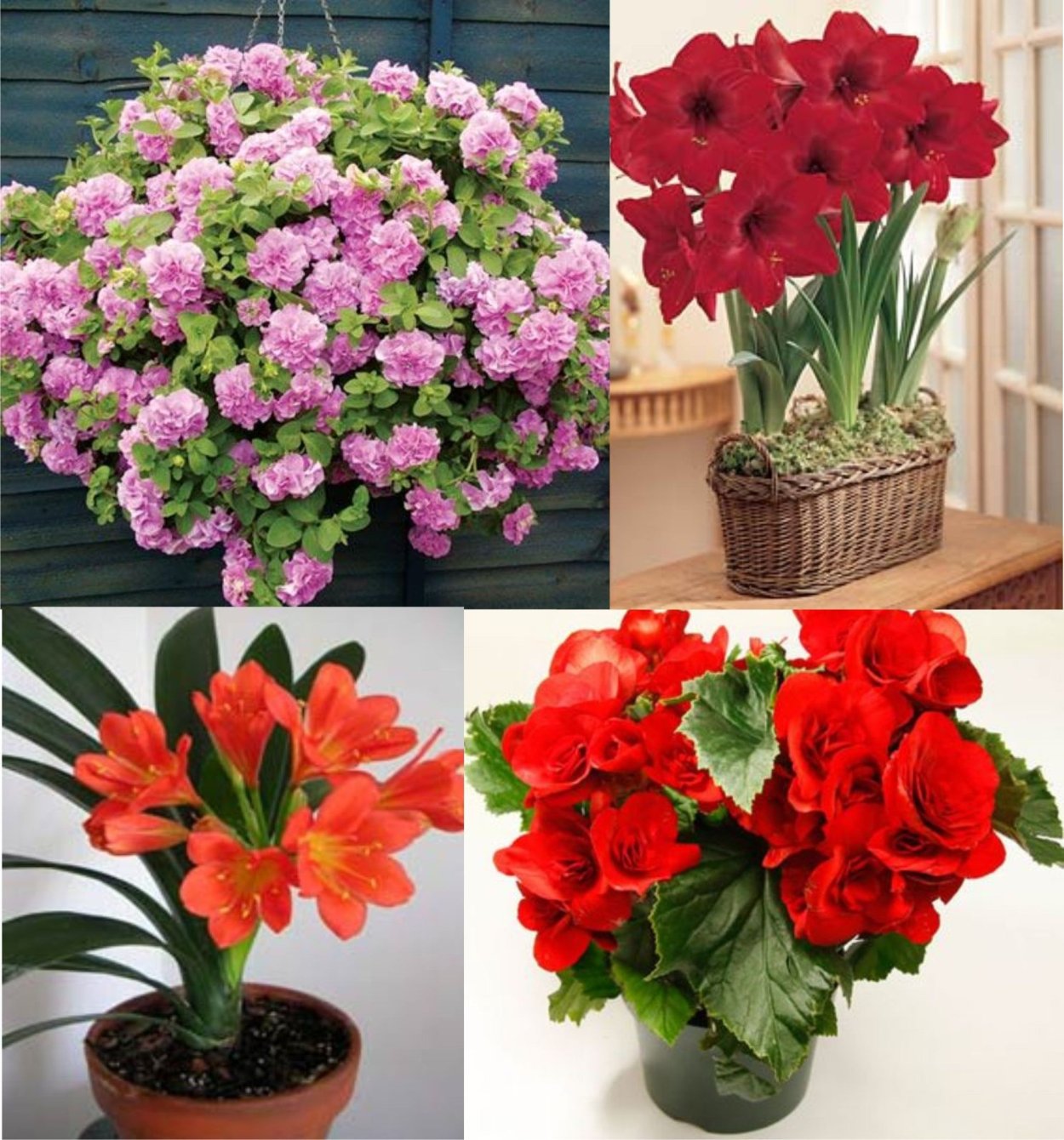 Комнатные цветы цветущие