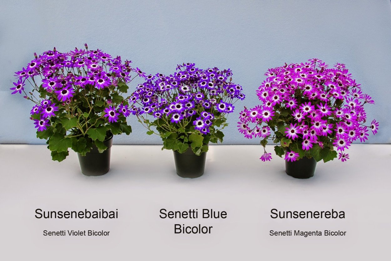 Домашний цветок с мелкими цветочками