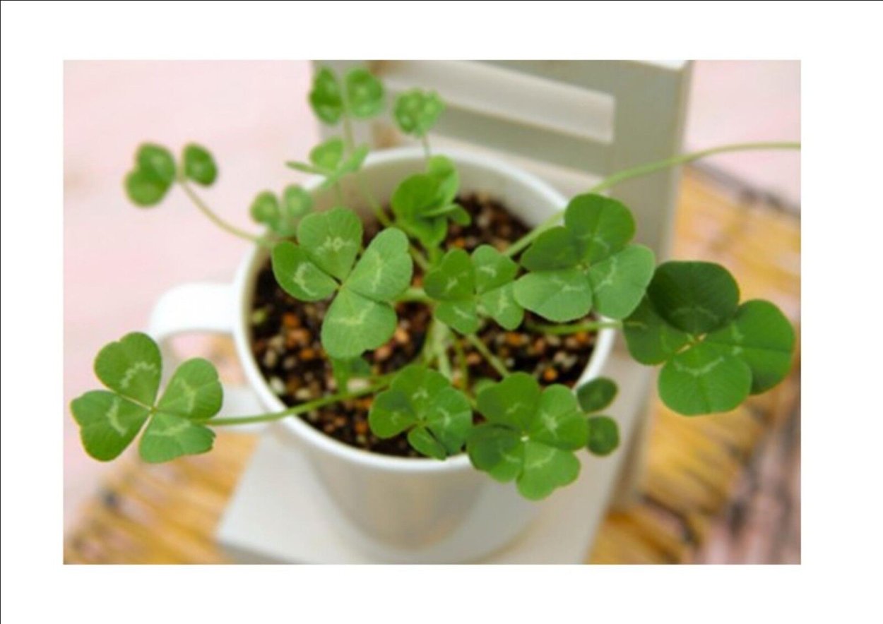 Фото комнатных семян