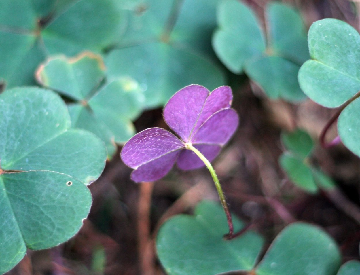 Лиловый Клевер