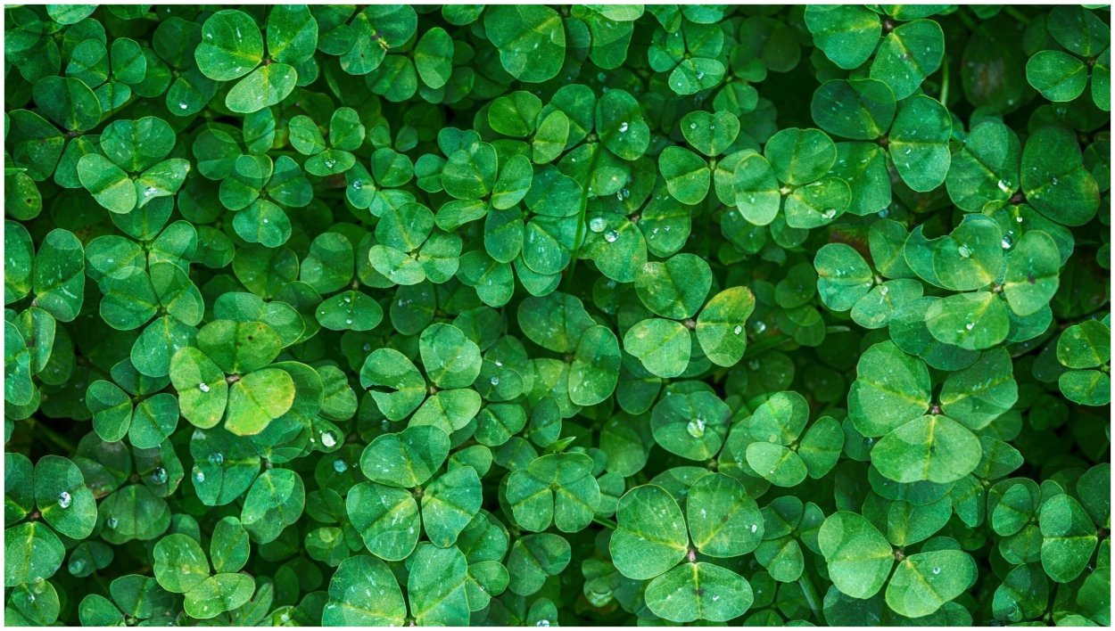 Клевер белый Ривендел